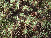 rra delle Concazze-Astragalus Siculus Spinosanto 20100425 013